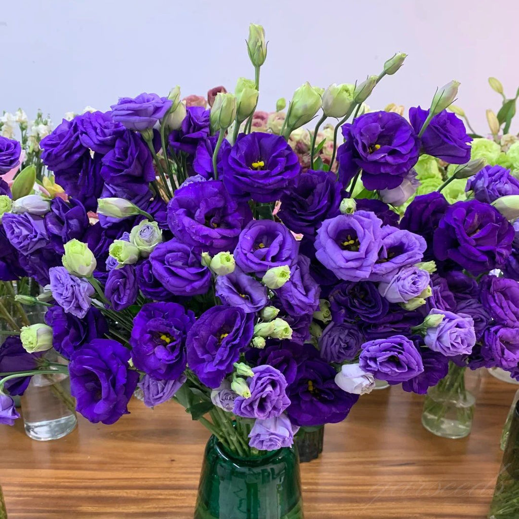 FloraDelight - Thornless Roses in Pink, Blue & Purple