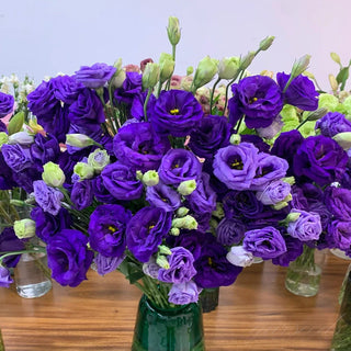FloraDelight - Thornless Roses in Pink, Blue & Purple
