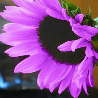 RoyalBloom - Purple Giant Sunflower Seeds