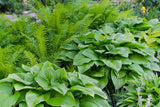HostaHeaven – Rare And Exotic Hosta Seeds
