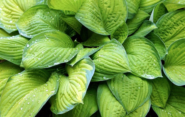 HostaHeaven – Rare And Exotic Hosta Seeds
