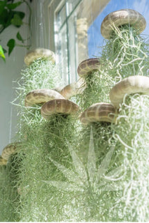 AirFloat - Captivating Hanging Air Plant Jellyfish