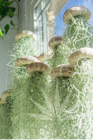 AirFloat - Captivating Hanging Air Plant Jellyfish