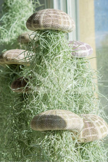 AirFloat - Captivating Hanging Air Plant Jellyfish