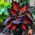 Red-Black