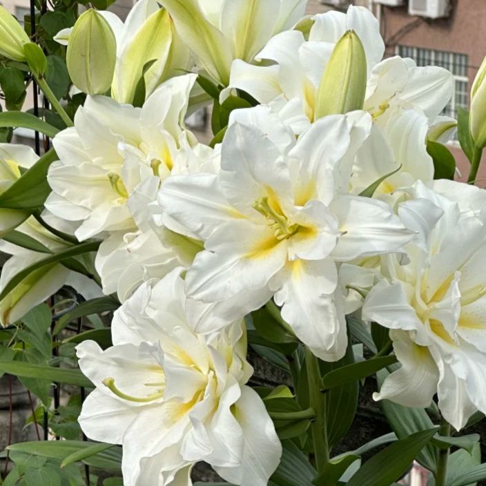ScentedBliss - Long-Blooming Lily Bulbs