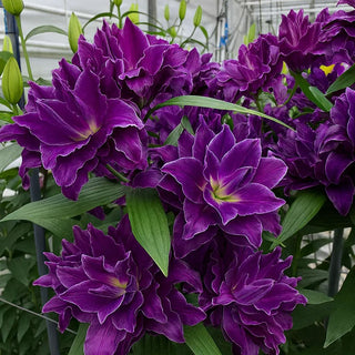 ScentedBliss - Long-Blooming Lily Bulbs