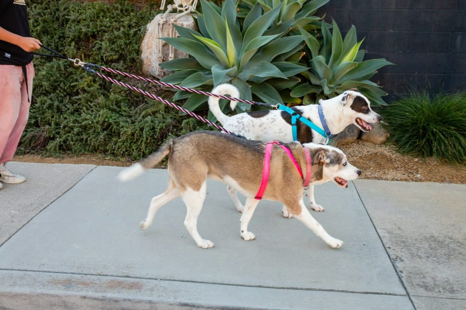 StrideSoft – Dual Bungee Leash Tool