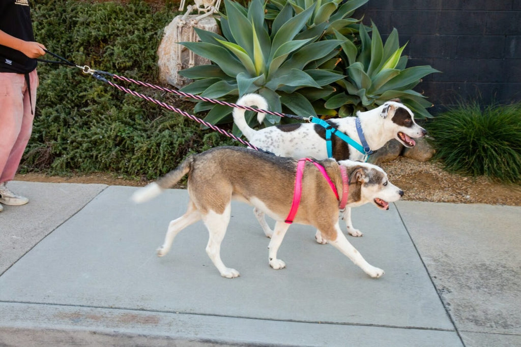 StrideSoft – Dual Bungee Leash Tool