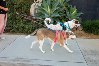 StrideSoft – Dual Bungee Leash Tool