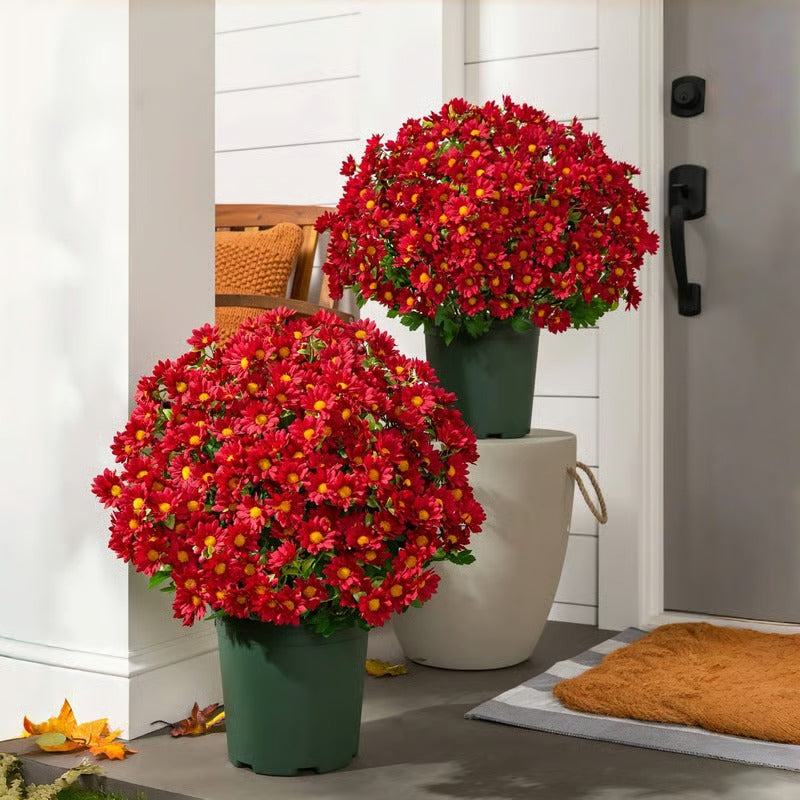 RadiantFlora – Weather Resistant Garden Mums