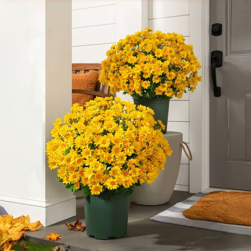 RadiantFlora – Weather Resistant Garden Mums