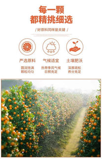 GoldenCitrus – Traditional Kumquat Licorice Jam