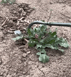 WeedMaster | 4-Tooth Steel Uprooting Tool for Garden Perfection