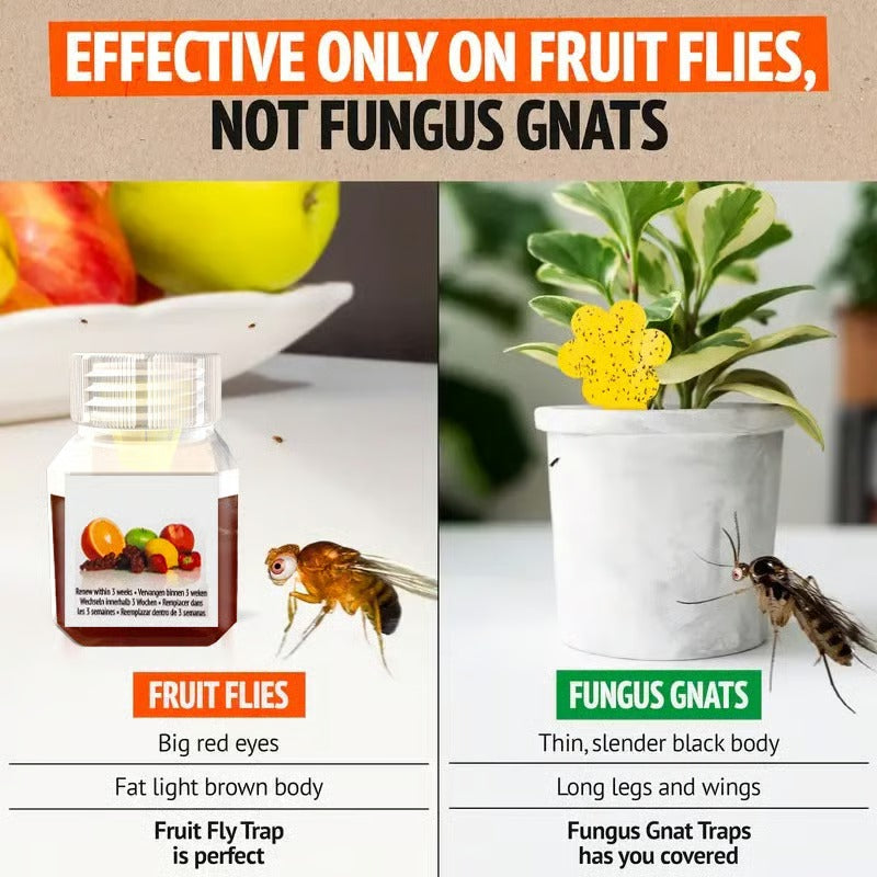 TrapTidy – Natural Fruit Fly Trap