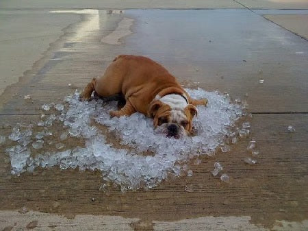 ChillPaws – Instant Relief Cooling Mat