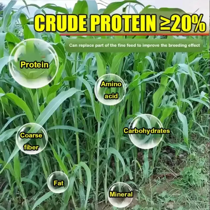 GreenHarvest – Premium Forage Seed