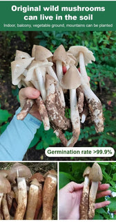 TerraFungi – Exotic Termitomyces Strain