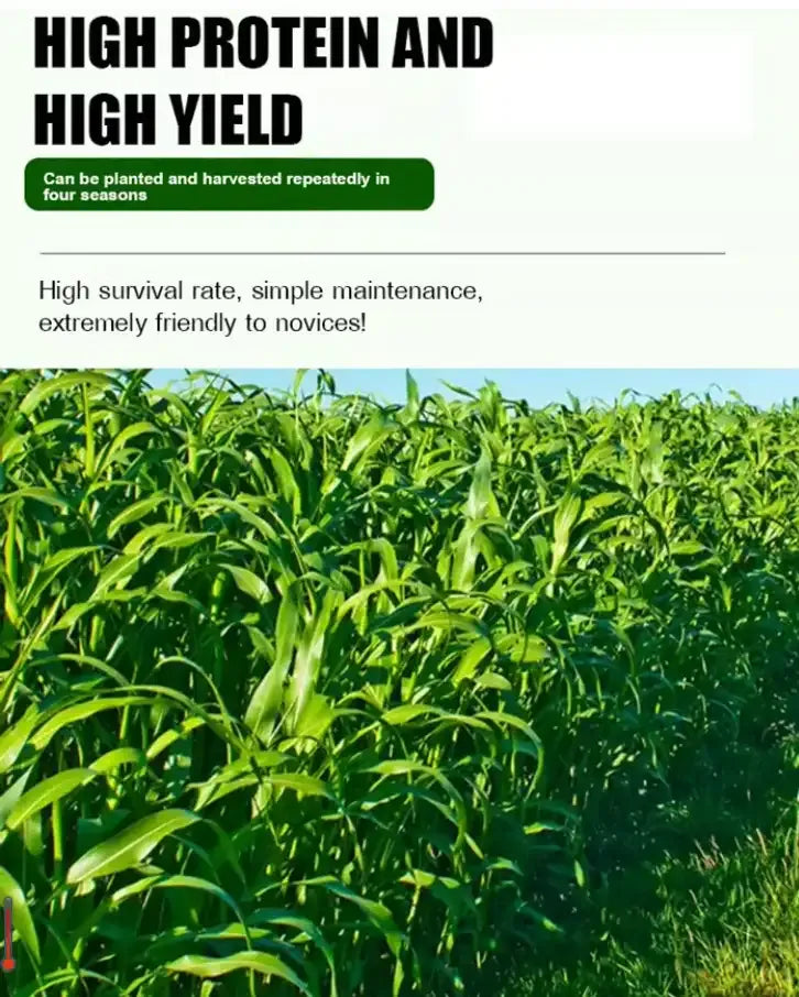 GreenHarvest – Premium Forage Seed