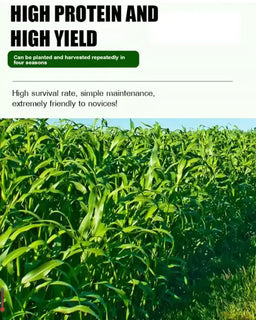 GreenHarvest – Premium Forage Seed