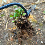 WeedMaster | 4-Tooth Steel Uprooting Tool for Garden Perfection