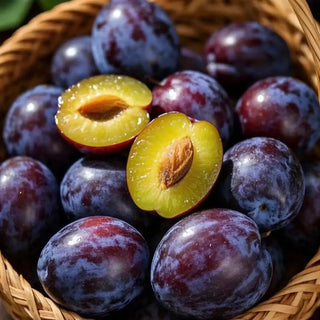 PlumVera – Sweet Plum Growing Kit
