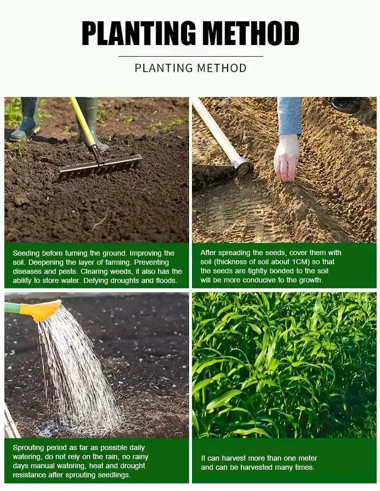 GreenHarvest – Premium Forage Seed