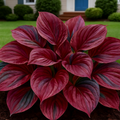 🔥Deep Red