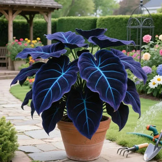 BlueFlame – Colorful Hosta Seed Collection