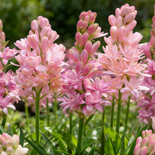 MoonBloom Tuberose – Double-Petaled Fragrant Flower Bulbs