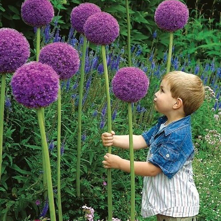 GlobeGiant – Giant Allium Giganteum Ornamental Onion Flower Bulbs