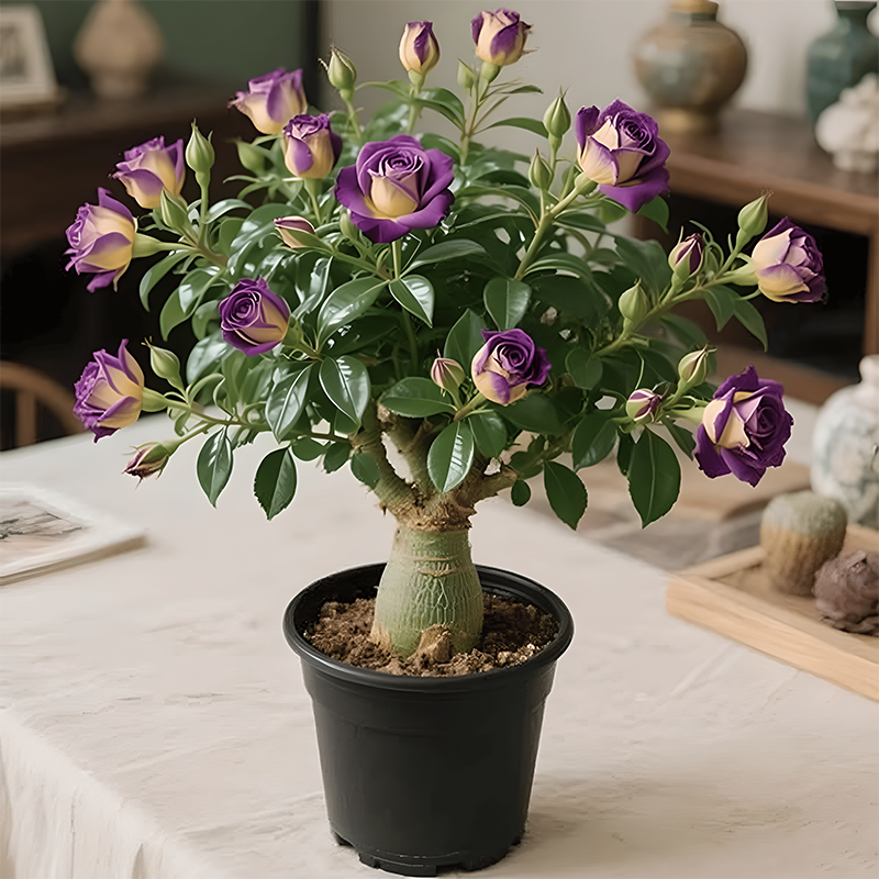 DesertRose – Colorful Flowering Caudex Plant