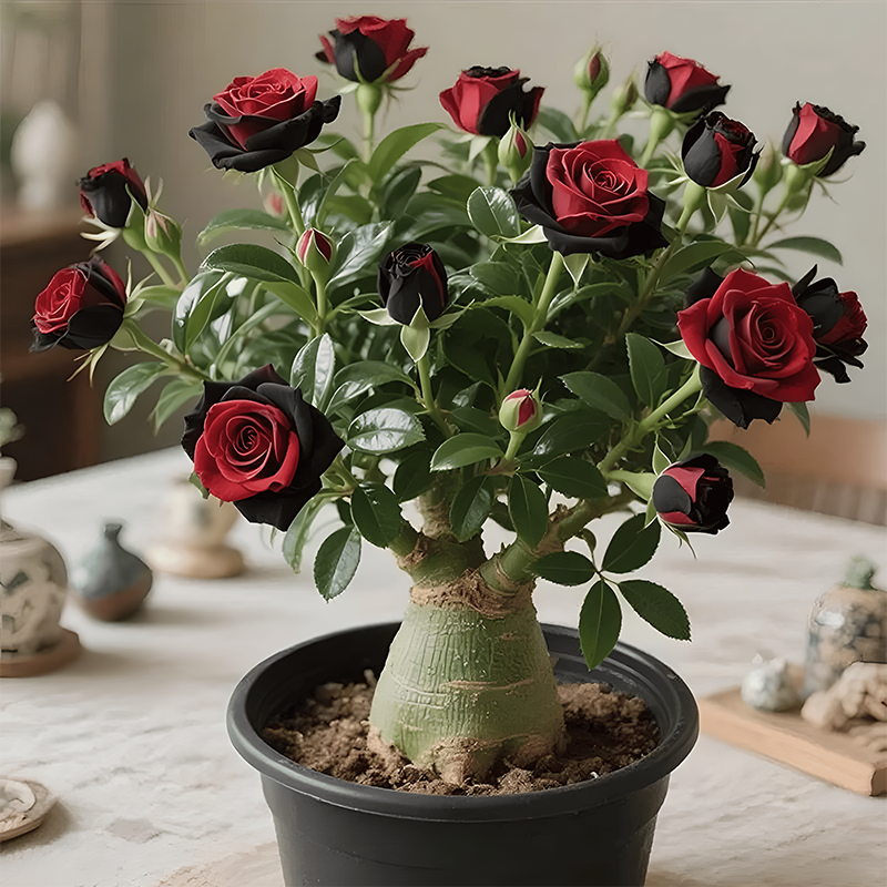 DesertBloom Rose Bulbs – Colorful Bonsai-Style Succulent for Pots and Gardens