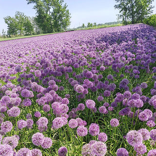 GlobeGiant – Giant Allium Giganteum Ornamental Onion Flower Bulbs
