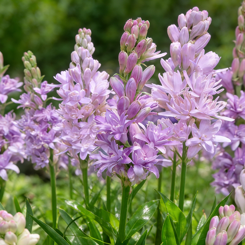 MoonScent Tuberose – Double-Petaled Perfume Bulbs for a Fragrant Moon Garden