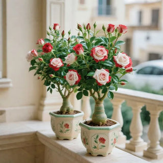 DesertRose – Colorful Flowering Caudex Plant