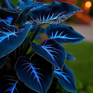 BlueFlame – Colorful Hosta Seed Collection