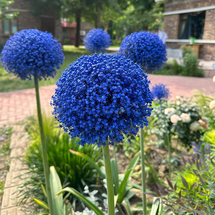 GlobeGiant – Giant Allium Giganteum Ornamental Onion Flower Bulbs