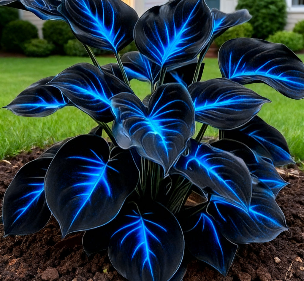 BlueFlame – Colorful Hosta Seed Collection
