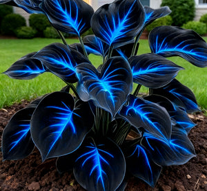 BlueFlameHosta – Rare Multicolor Hosta Seeds with Neon-Like Glowing Foliage