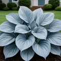 Gray-Blue