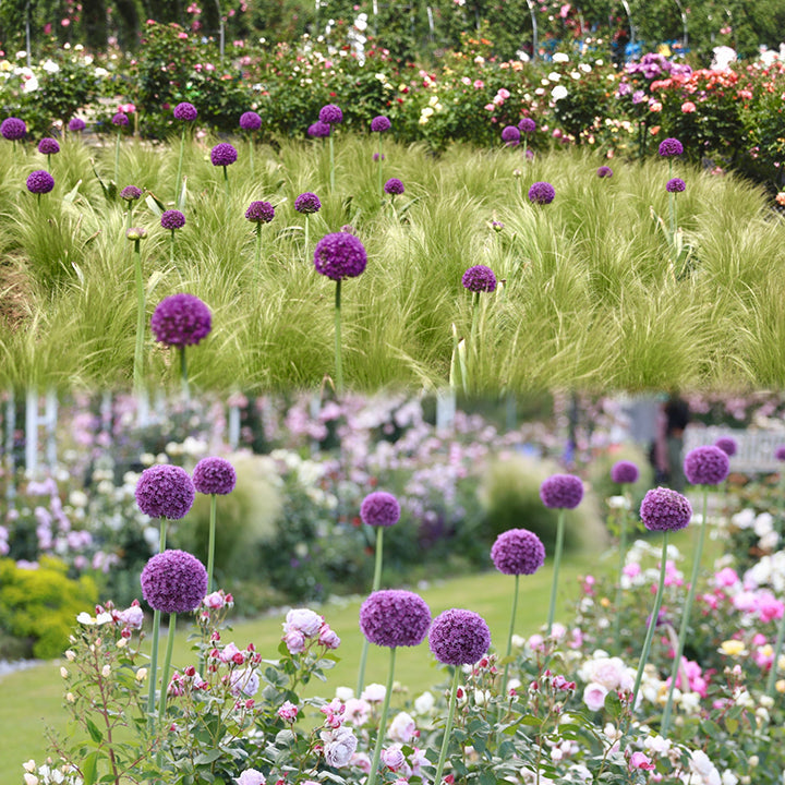 GlobeGiant – Giant Allium Giganteum Ornamental Onion Flower Bulbs