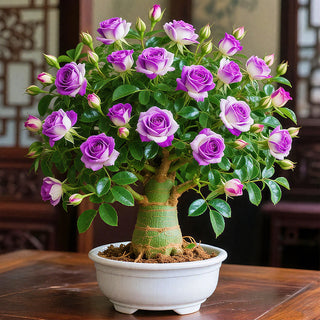 DesertBloom – Colorful Desert Rose Bulbs