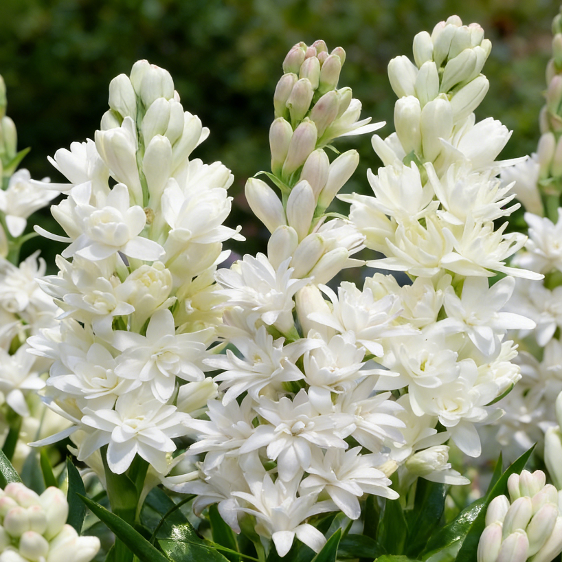 MoonScent Tuberose – Double-Petaled Perfume Bulbs for a Fragrant Moon Garden