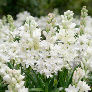 MoonBloom Tuberose – Double-Petaled Fragrant Flower Bulbs