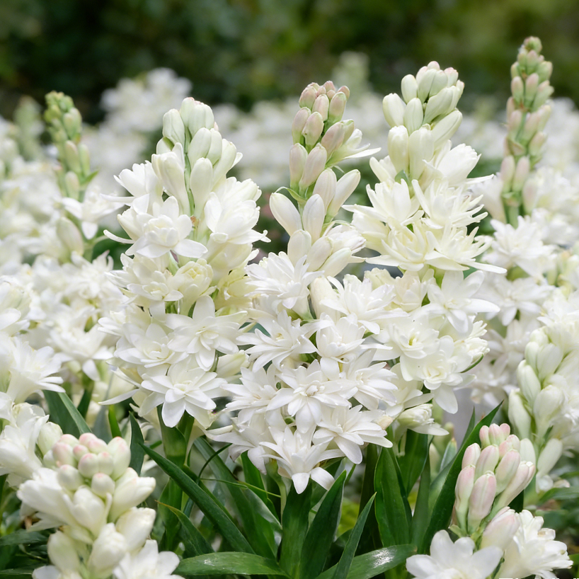 MoonScent Tuberose – Double-Petaled Perfume Bulbs for a Fragrant Moon Garden