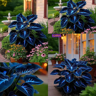 BlueFlame – Colorful Hosta Seed Collection