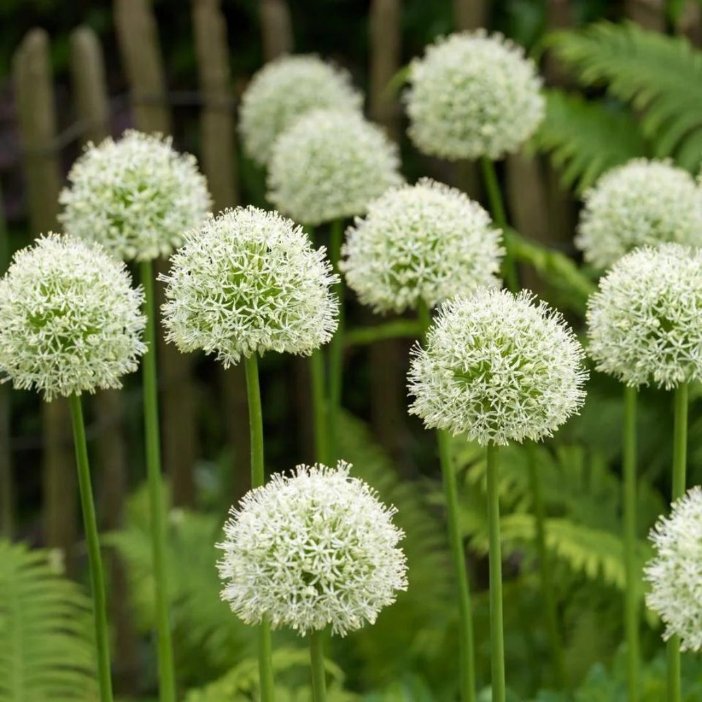 GlobeGiant – Giant Allium Giganteum Ornamental Onion Flower Bulbs