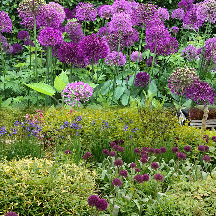GlobeGiant – Giant Allium Giganteum Ornamental Onion Flower Bulbs