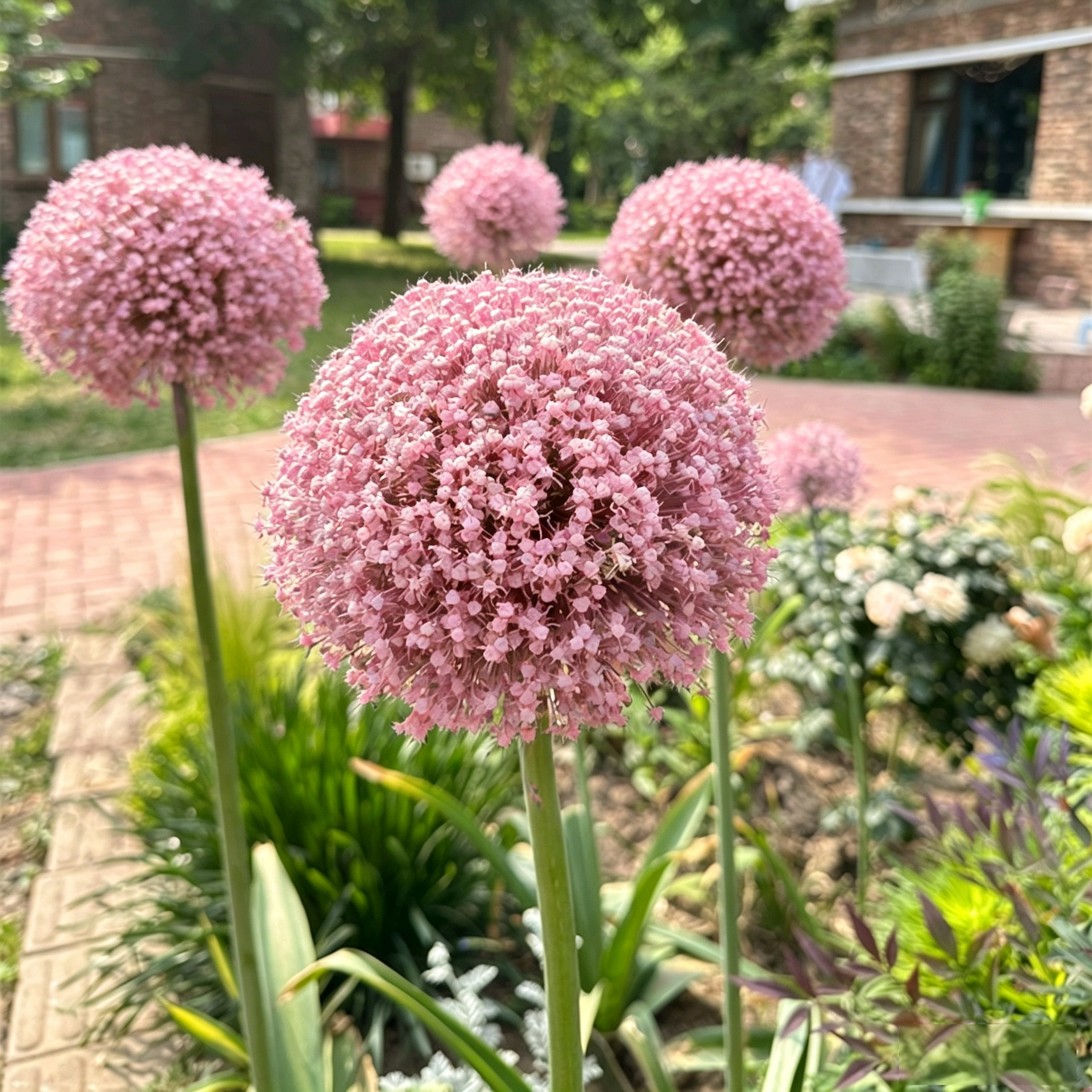GlobeGiant – Giant Allium Giganteum Ornamental Onion Flower Bulbs